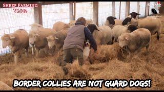 Snowstorm Cleanup & Border Collies vs Rams: Daily Life on a Canadian Sheep Farm