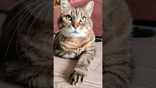 Женщина #cat #cats #catlove #catlovers #funny #funnyvideo #котики #кошка #муся #приколы #юмор