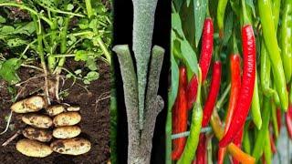 Pair Chilli With Potato Plant | Chilli On potato plant | Beauty With Gardening,