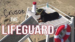 Ep 2: Crusoe the Dachshund Lifeguard - Funny Dog at the Beach!