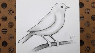 Kuş Nasıl Çizilir, Karakalem Kolay Kuş Resmi Çizimi Adım Adım Nasıl Yapılır, Çizim Hobimiz Resimleri