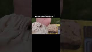 молодая маточка #пчеловодство #bee #workerbee #beekeeper #beefeater #пчелы