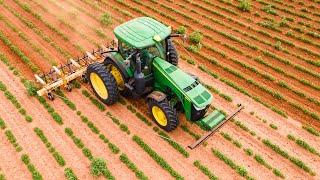 Texas Farmer Finds Solution To Carelessweeds In Peanuts | Finger Weeding