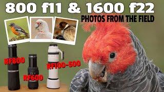 Canon RF800 f11, 600 f11 and 100-500 f7.1, Can You Take Nice Shots at f11 or f22? Let's Find Out!!