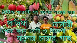 চারা খারাপ বেরোলে পাল্টে দেওয়ার প্রতিশ্রুতি।মাদার গাছ সহ সাদিয়া নার্সারী।cheapest nursery plants