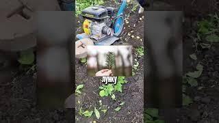Здоровый картофель всегда!  #дача #огород