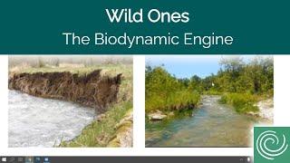 The Biodynamic Engine That Drives Our Ecosystem