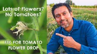 5 Reasons WHY Your Tomatoes are Not Producing and Dropping Flowers