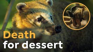 Today's Coati Special: a Venomous Spider