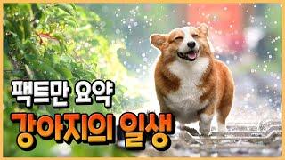 강아지 생애주기별 성장과정. 강아지의 일생