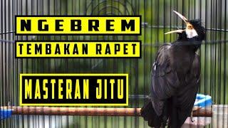 MASTERAN JALAK SUREN COCOK UNTUK MASTERAN MURAI BATU ATAU BURUNG LOMBA