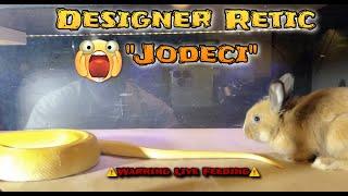 Designer Retic “Jodeci” devours rabbit|️Warning Live Feeding️