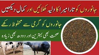 Tara mira benefits for Cows and Buffalos | Dairy Farming in Pakistan