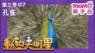 動物大明星 S3【孔雀】第3季 第07集｜認識動物｜自然生態｜魚類｜爬蟲類｜昆蟲｜海洋生物｜哺乳類｜Animal big star｜兒童電視節目【親子台｜官方HD完整版】momokids