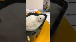 #funny #mycatchannel #cat #catchannel #yourcat #funnycats #catschannel #yourpet