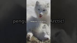 Mind Blowing Facts About the Arctic