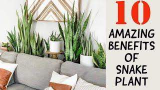 Top 10 Great Snake Plant Benefits Proven In Research & Studies | Indoor Plants