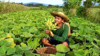 Buhay Probinsiya Harvesting Squash Flower and White Corn | New Episode 2024 by: Kabagis Oliver