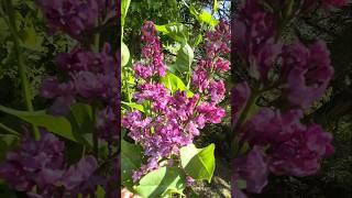 26.05.2025 Сирень обыкновенная  Мой Сад#сад #огород #дача #позитив #интересно #красота #ok #блогер