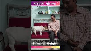 Mini cows #Srikrishnacows #Miniature #punganurucows #nadipathygoshala a #reels #viral