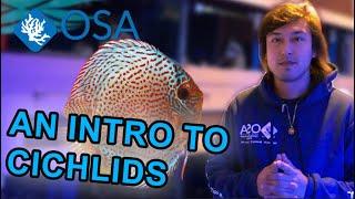 An Introduction to Cichlids | What is a Fish with Taras