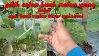 Car Sortir Buah Melon Agar Buah Besar Maksiml