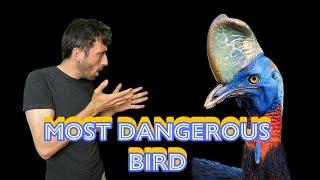 This is the most dangerous bird in the world!