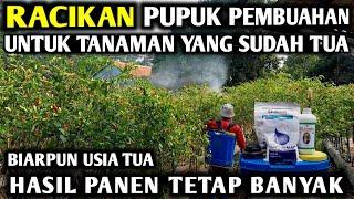  RACIKAN PUPUK PEMBUAHAN UNTUK TANAMAN YANG SUDAH TUA #infopertaniancabe