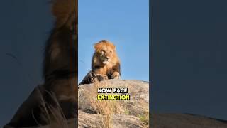  Animal Discovery: Lion, The King of the Wild Rules Supreme!  #wildlife #animals #wildanimal #lion