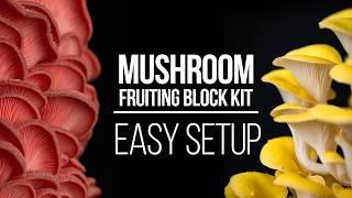 How to Use a Mushroom Fruiting Block | Easy Setup & Grow Guide!