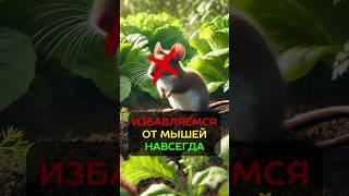 Как избавиться от МЫШЕЙ и КРЫС навсегда? #дача #дом #крысы #мыши #огород #грызуны #сад