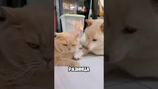 Как нас видят кошки и собаки #животные #шортс #топ
