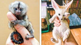Exotic Animals That You Can Own As A Pet You NEVER Knew!