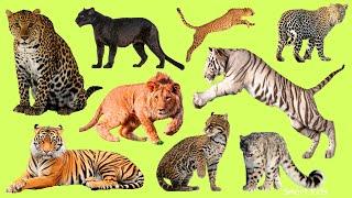 Дикие Животные | Учим самых больших хищных кошек в мире