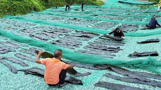바다속 천연 조미료 다시마! 섬 절반을 건조장으로 쓰는 다시마 대량생산 현장 / kelp farm in Korea / korean food