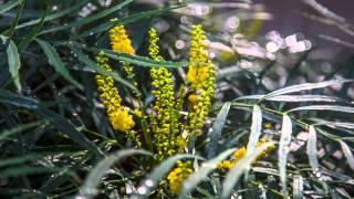 Perfect Shade Garden Plant -- Soft Caress Mahonia Offers Winter Blooms & Evergreen Foliage All Year