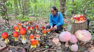 ขึ้นเขาเข้าป่าหาเก็บเห็ดวันนี้!เห็ดผึ้งข้าวสีชมพูเห็ดรสชาติดีราคาสูง!เห็ดรวมเต็มตะกร้าใหญ่!27ก.ค2567