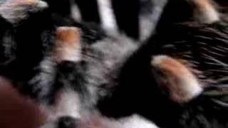 Brachypelma Smithi Close Up