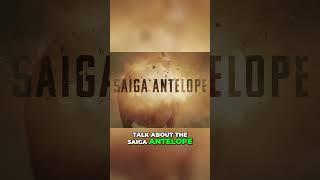 The Saiga Antelope: The World's Most Remarkable Nose