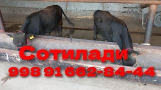 Букачалар сотилади 2 та колди 998 91 662-84-44