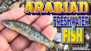 Garra Rufa - Arabian Garra rufa freshwater fish Part 1! Places to visit in the United Arab Emirates.