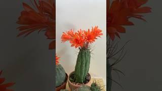 Matucana madisoniorum коллекция кактусов ️ #flower #сад #cactus #кактус