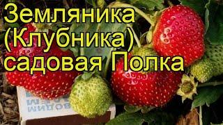 Земляника садовая Полка (Полка). Краткий обзор, описание характеристик, где купить саженцы