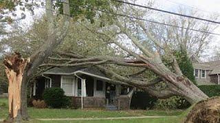 Dangerous Tree Felling With Chainsaw Working, Heavy Big Tree Removal Fails Falling On Houses