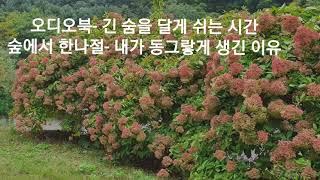 힐링도서 낭독- 긴 숨을 달게 쉬는 시간 : 숲에서 한나절-내가 동그랗게 생긴 이유(도토리와 밤),남영화 ,남해의봄날