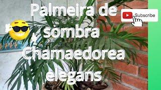 Palmeira de sombra Chamaedorea elegans #chamaedorea