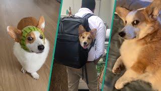 The Best Corgi Compilation On The Internet 2023 | Funny and Sassy Moments @FurryTails