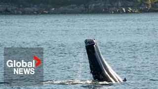 "Gut-wrenching": Humpback whale spotted with severed tail on BC coast