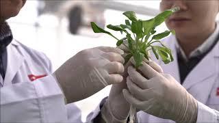 JD.com Opens Largest Plant Factory Featuring Japanese Hydroponic Technology in China