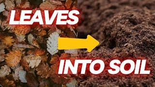 Homemade Potting Soil Using Leaves! Seriously it works.